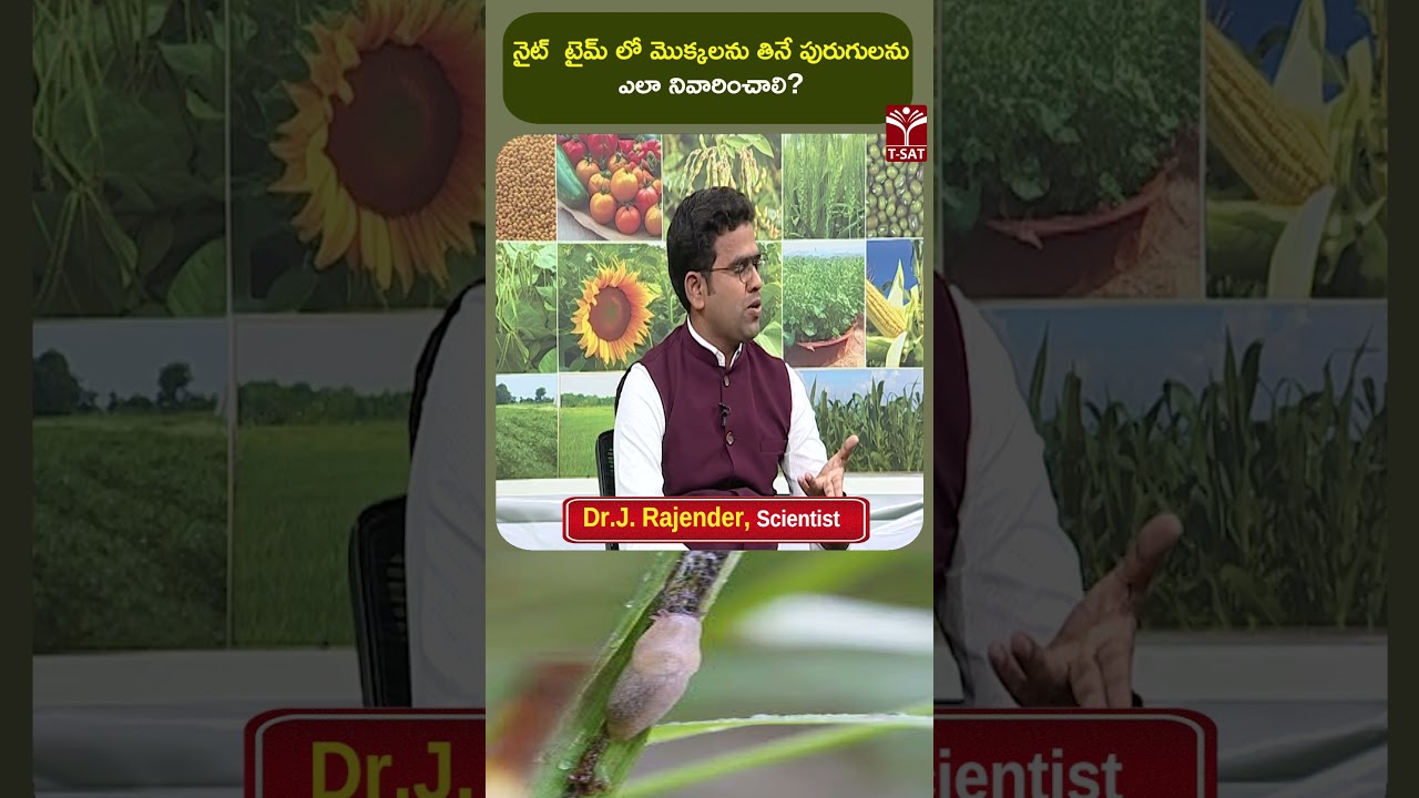 నైట్ టైమ్ లో మొక్కలను తినే పురుగులను ఎలా నివారించాలి ? | T-SAT