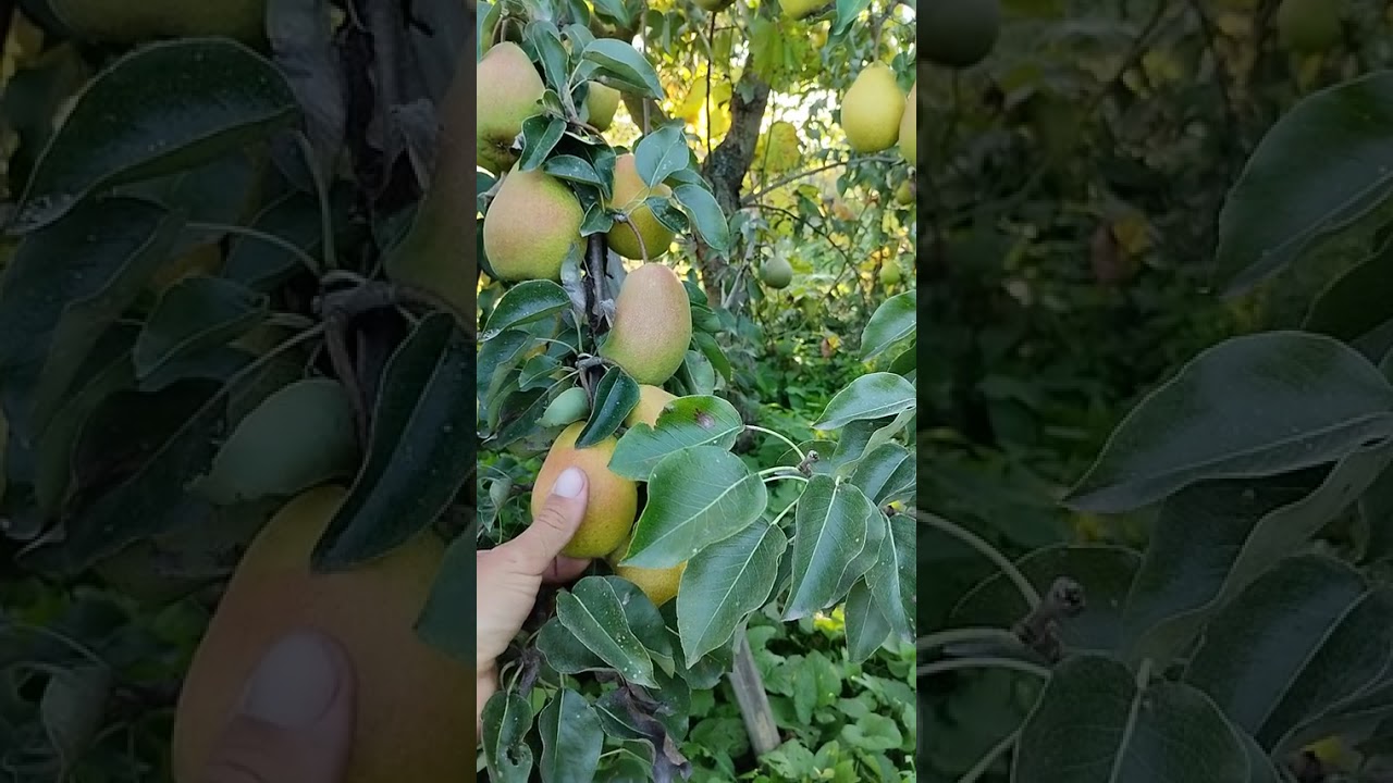 Pear tree Margarita Marilla 