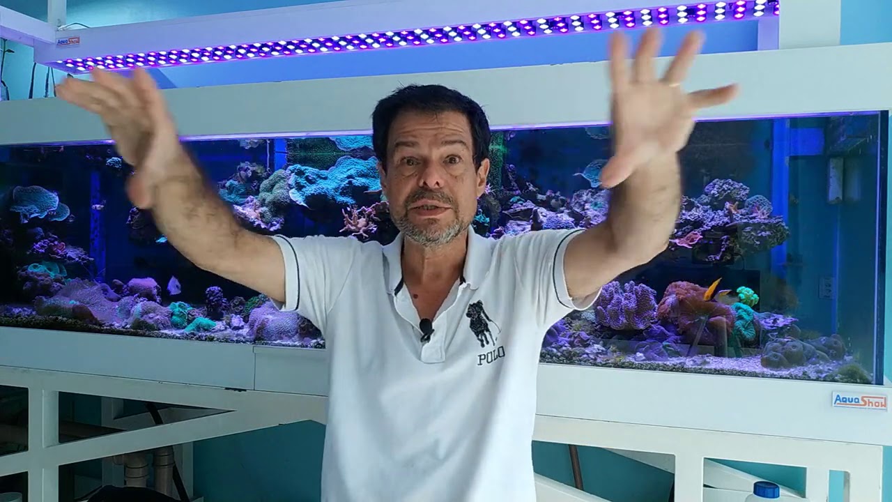 Onde Colocar os Corais no Aquário - Aquashow - Parte CLXXXIX