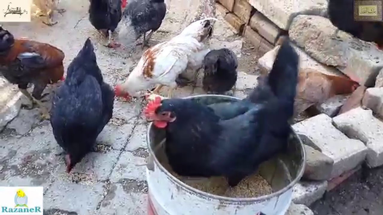 Tavukları Horozları Yemleme - 09.01.2016