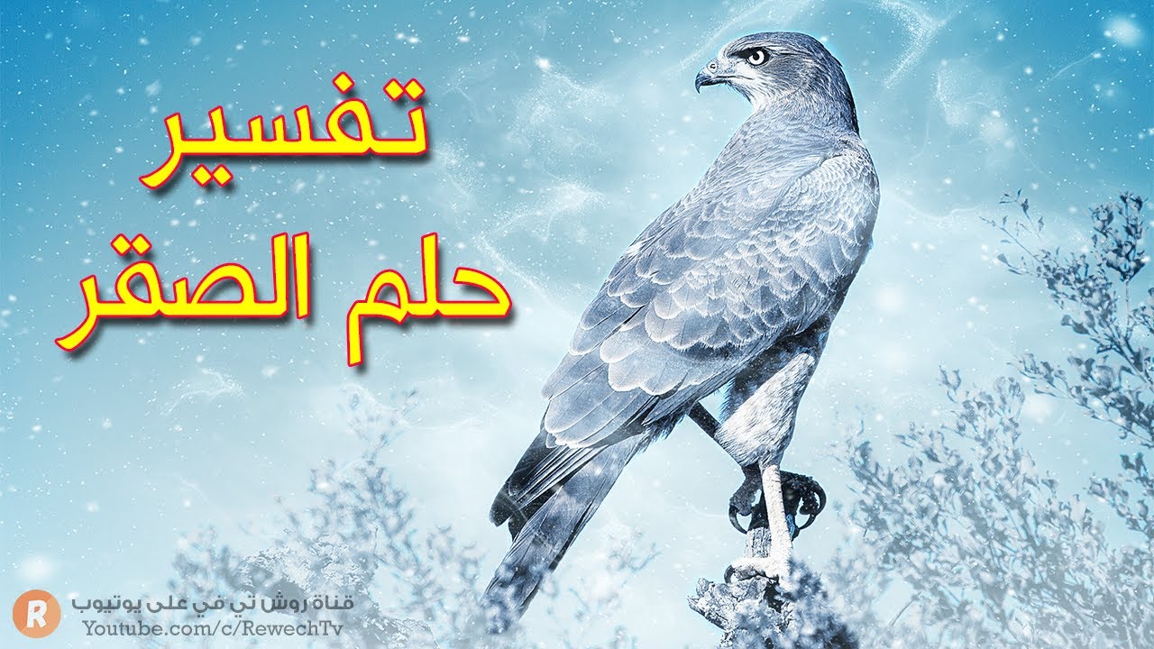تفسير حلم الصقر- ما معنى رؤية الصقر في الحلم؟ سلسلة تفسير الأحلام