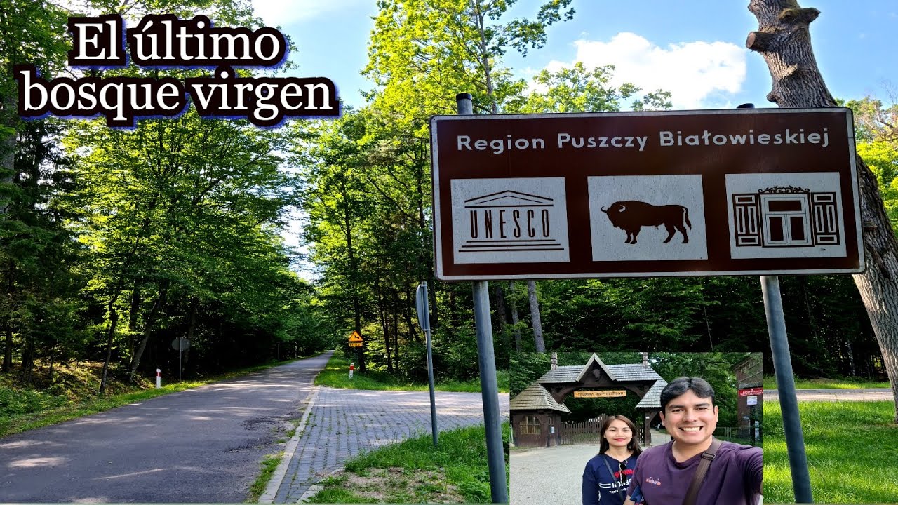 Białowieża, el bosque virgen compartido entre Polonia y Bielorrusia
