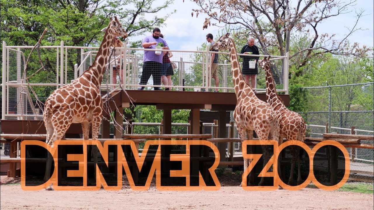 Denver Zoo - #7 best Zoo in North America!