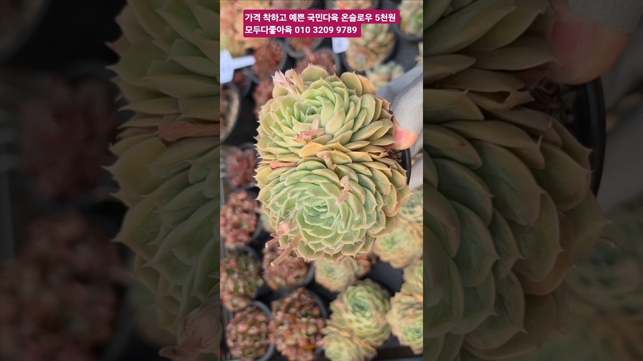 사이즈 좋고 가격도 좋은 국민다육 온슬로우 #succulent #러블리로즈다육tv