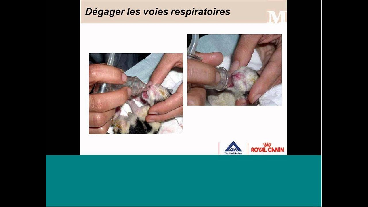 QC  Bases en Reproduction F&eacute;line Ep II V2 Codec 10