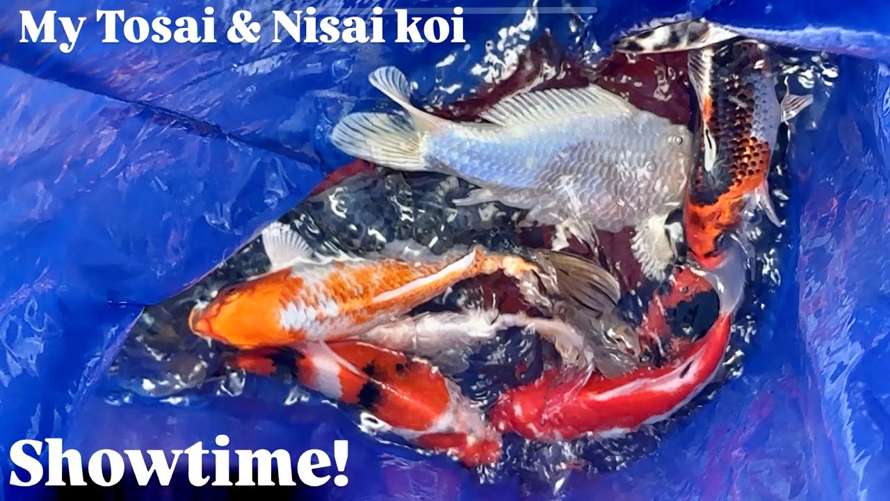 Showtime! My Tosai & Nisai koi #koi #koilife #koibreeder #koifarm