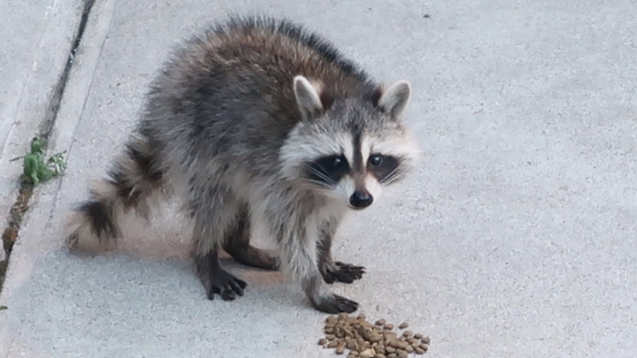 Boo Day 354 - Playtime With Boo И Baby Raccoons вернулись