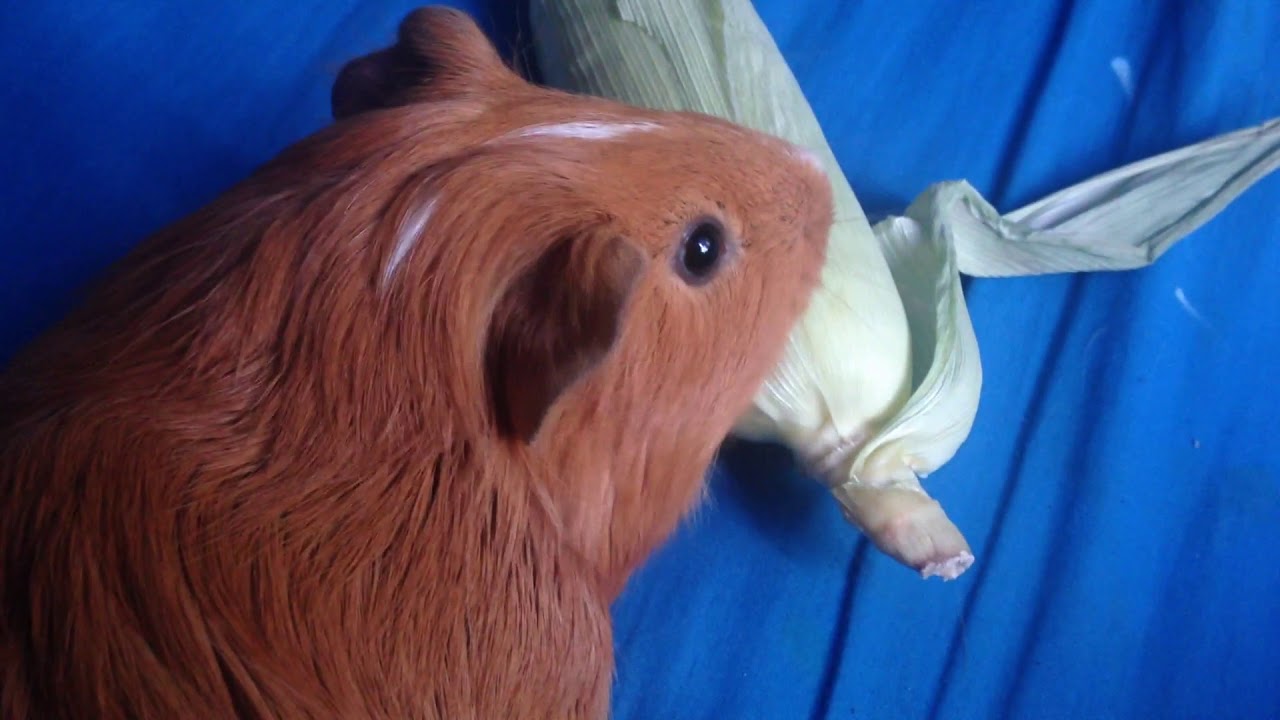 Eating | Rare Cryptid Footage
