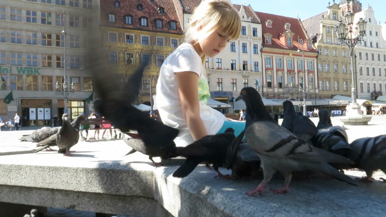 Slow-mo pigeons, Wrocław