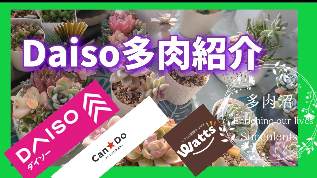 【多肉植物】#64 Daiso多肉の紹介