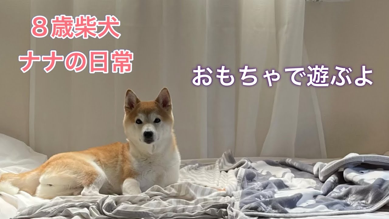 [唸ってるけど遊んでるんだよ] 独特の遊び方かなぁ、ナナは楽しいよ