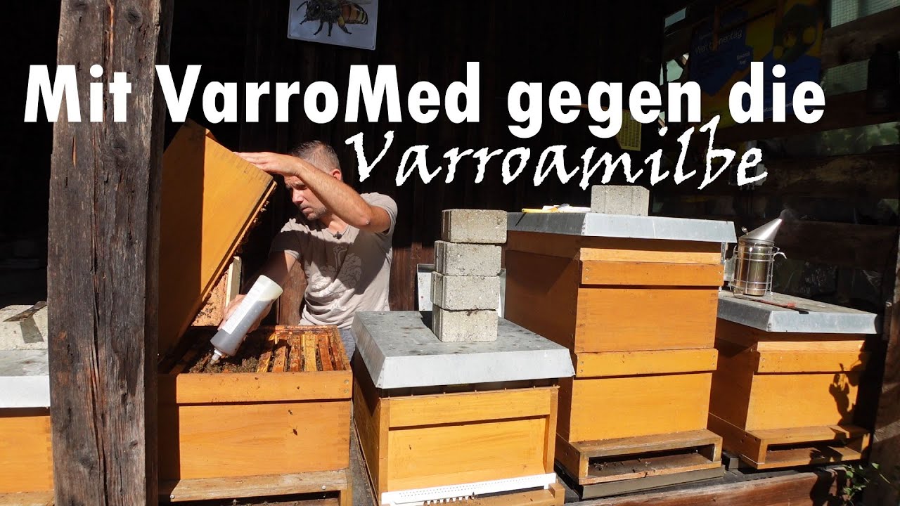 Mit VarroMed gegen die Varroamilbe