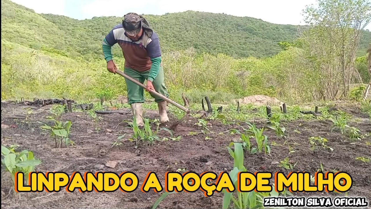 PRIMEIRA LIMPEZA NA ROÇA DE MILHO NO SÍTIO 