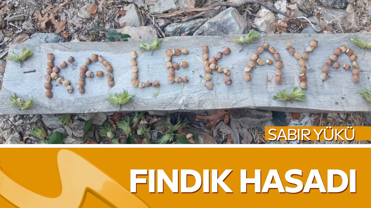 Kahramanmaraş'ın Bereketli Emek Hikâyesi  – Fındık Hasadı | Sabır Yükü