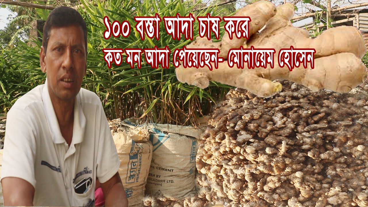 ১০০ বস্তায় আদা চাষ করে কত মন আদা পেয়েছেন সেই মোনায়েম হোসেন, Ginger Cultivation[Part-1]