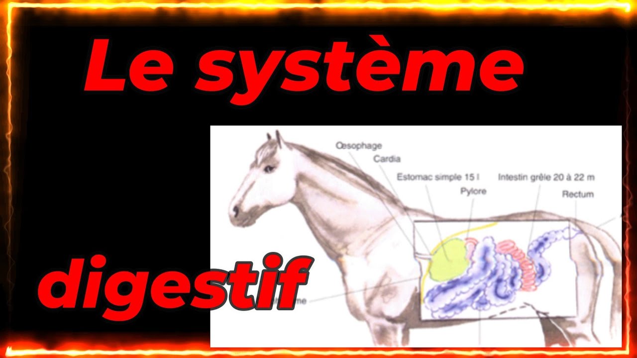 [GALOPS 4 & 5] LE SYSTEME DIGESTIF du cheval, ft. le Dr Fissolo, vétérinaire.