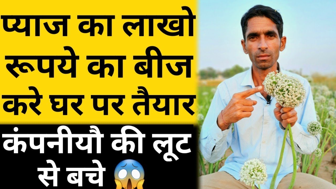 घर पर करे प्याज का बीज तैयार | प्याज का बीज कैसे तैयार करे| Pyaj Ka Beej Kaise Banaye |