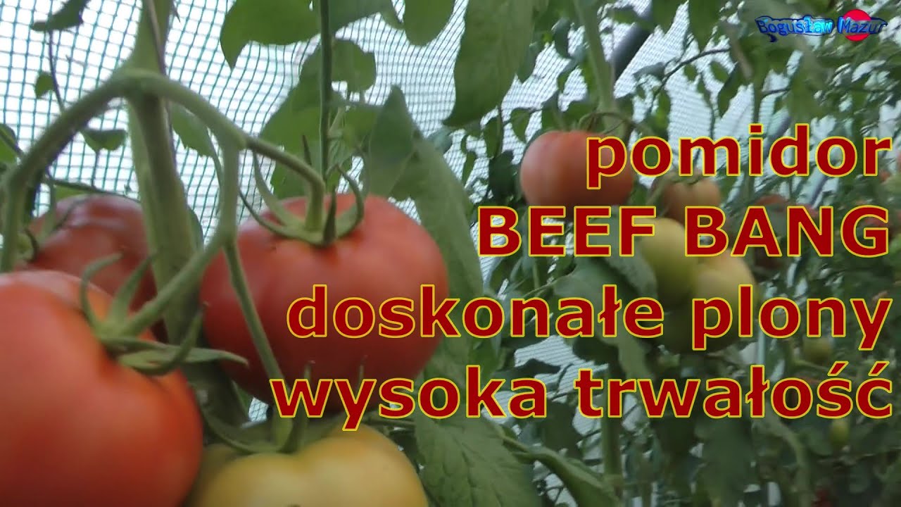 pomidor BEEF BANG doskonałe plony wysoka trwałość