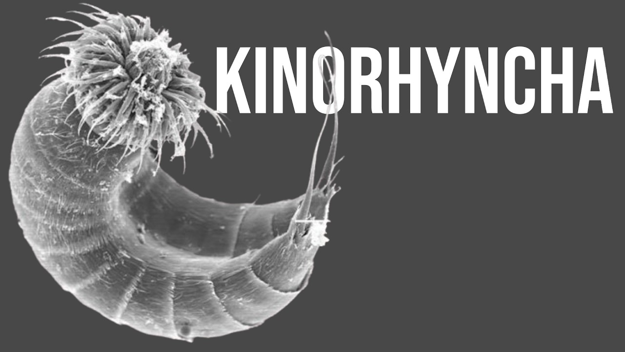 What Exactly is: Mud Dragon | Lurking Among the Sediments