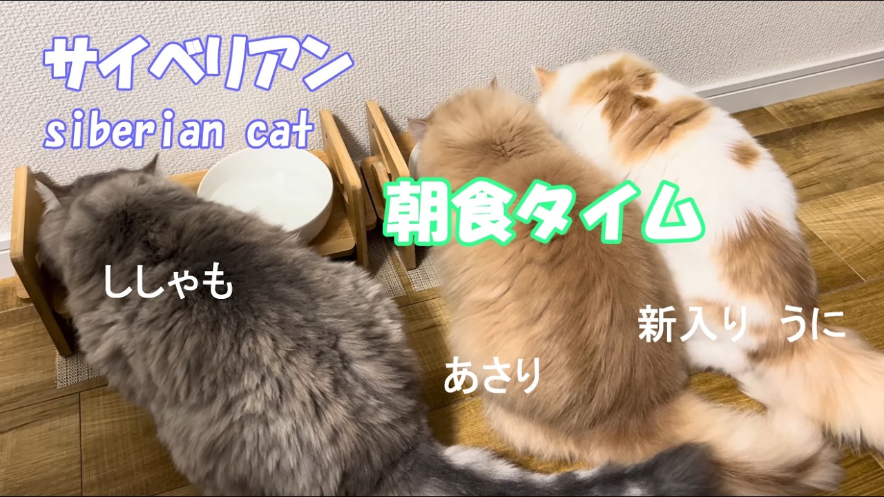 サイベリアン♂３匹の朝食。灰猫ししゃも茶猫あさり白猫うに。Siberian cat