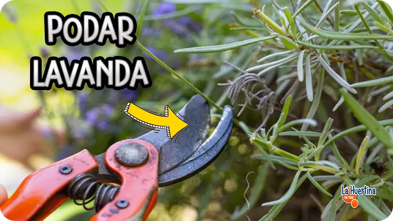 Como Y Cuando PODAR La LAVANDA Paso A Paso 3 Trucos!! || La Huertina De Toni