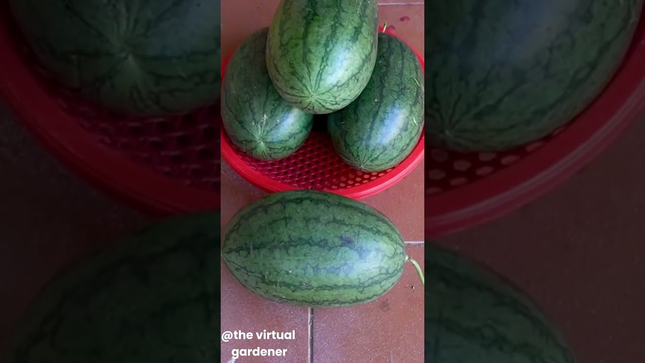 best fruits to grow in pots