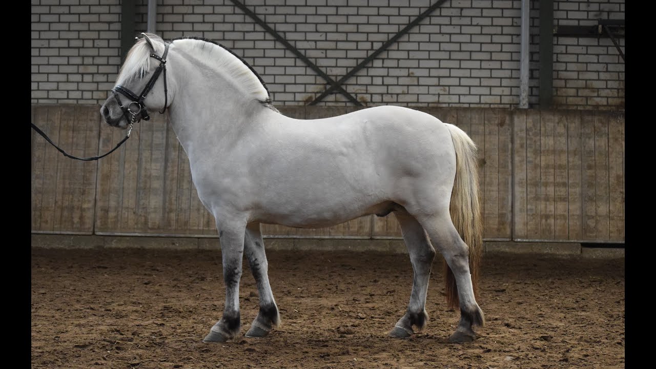 Thor van de Landweg - Fjordstallion show Belgium 2021