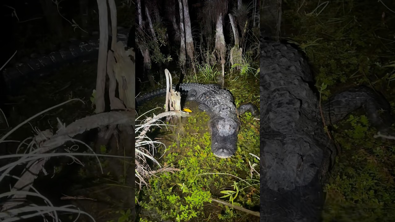 I found baby swamp puppies! #reptiles#snake#wildlife#crazy#animals#nature#florida#conservation#gator