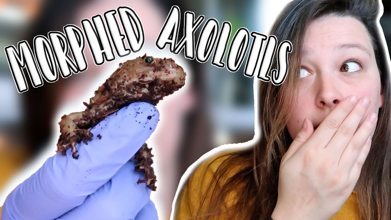 What You Need to Know About Morphed Axolotls // Meet my Axolotls!