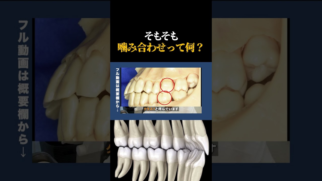 【#歯科医師 が語る】良い噛み合わせ・安定した噛み合わせとは？ -西国分寺レガデンタルクリニック
