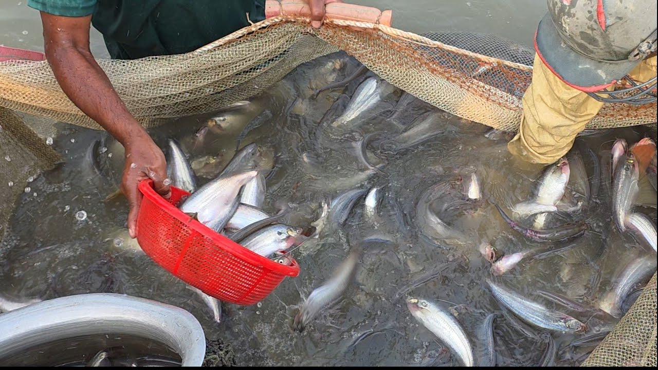 আজ ৩য় দিন চাচার পুকুর থেকে পাবদা ও বাংলা মাছ ধরা হচ্ছে