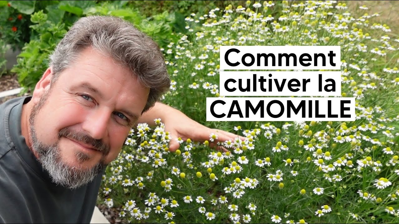 Comment réussir la culture de la CAMOMILLE『TUTO』