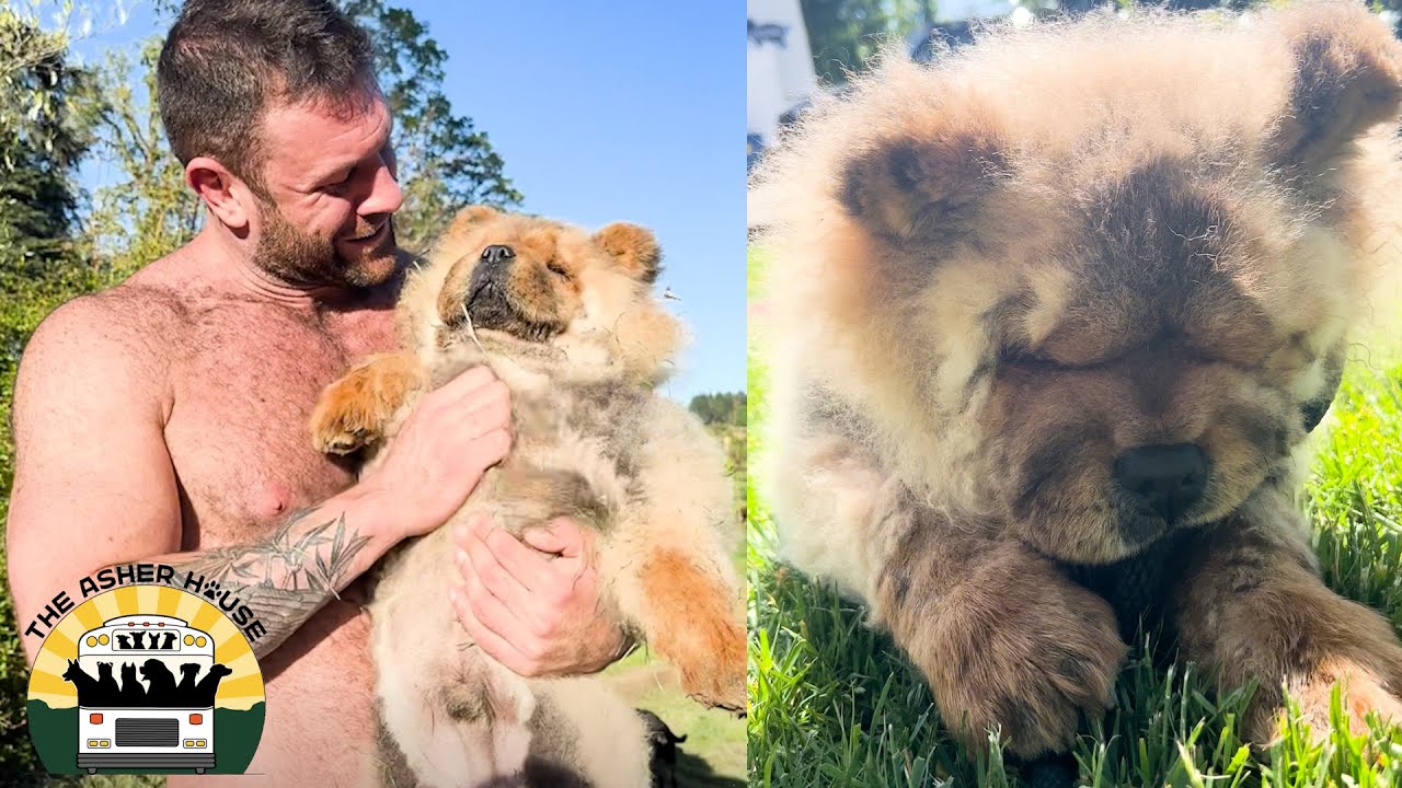 Little Bear goes to the groomers, the vet and meets the pack | The Asher House