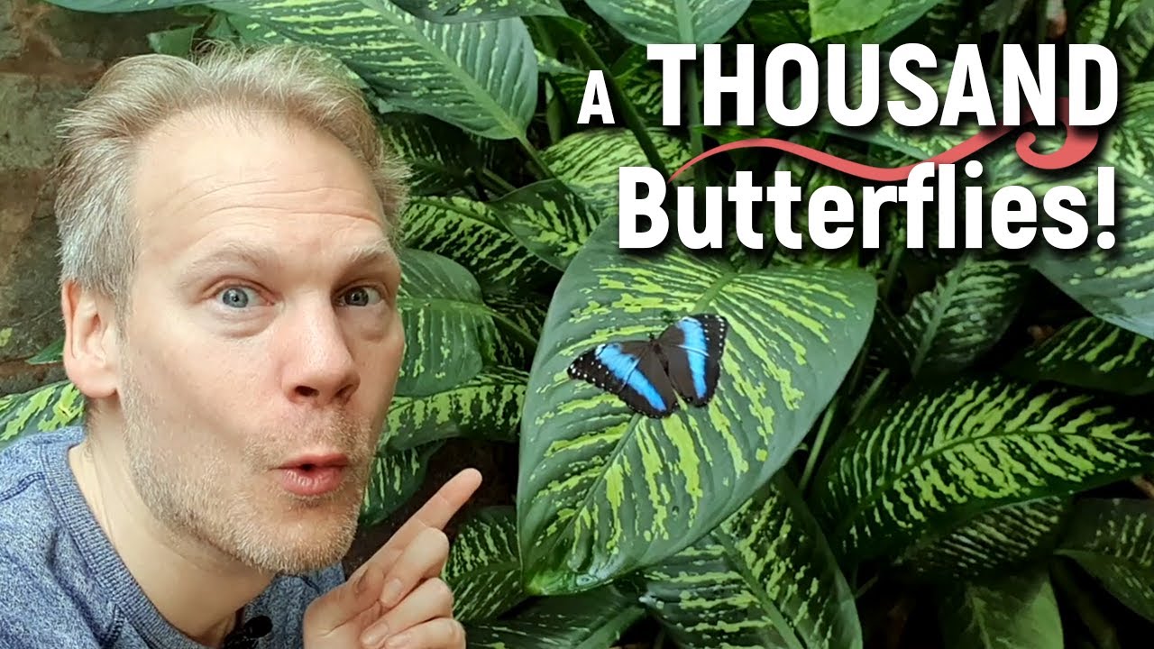 A THOUSAND Free Flying Butterflies at Haga Butterfly Ocean | Fj&auml;rilshuset, Stockholm
