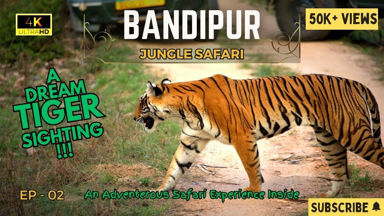 Ep 2 - Jungle Safari: Elephant Chase & Tiger Sighting In Bandipur Tiger Reserve