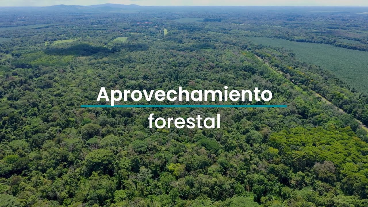 #AprendeConEARTH: Aprovechamiento forestal