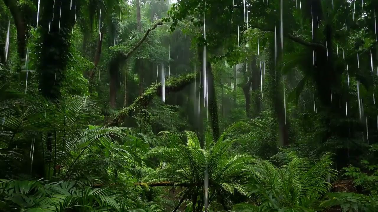 Exotic Rainforest Rain 🌧️ 10 Hours of Calm Jungle Rain for Sleep & Relaxation