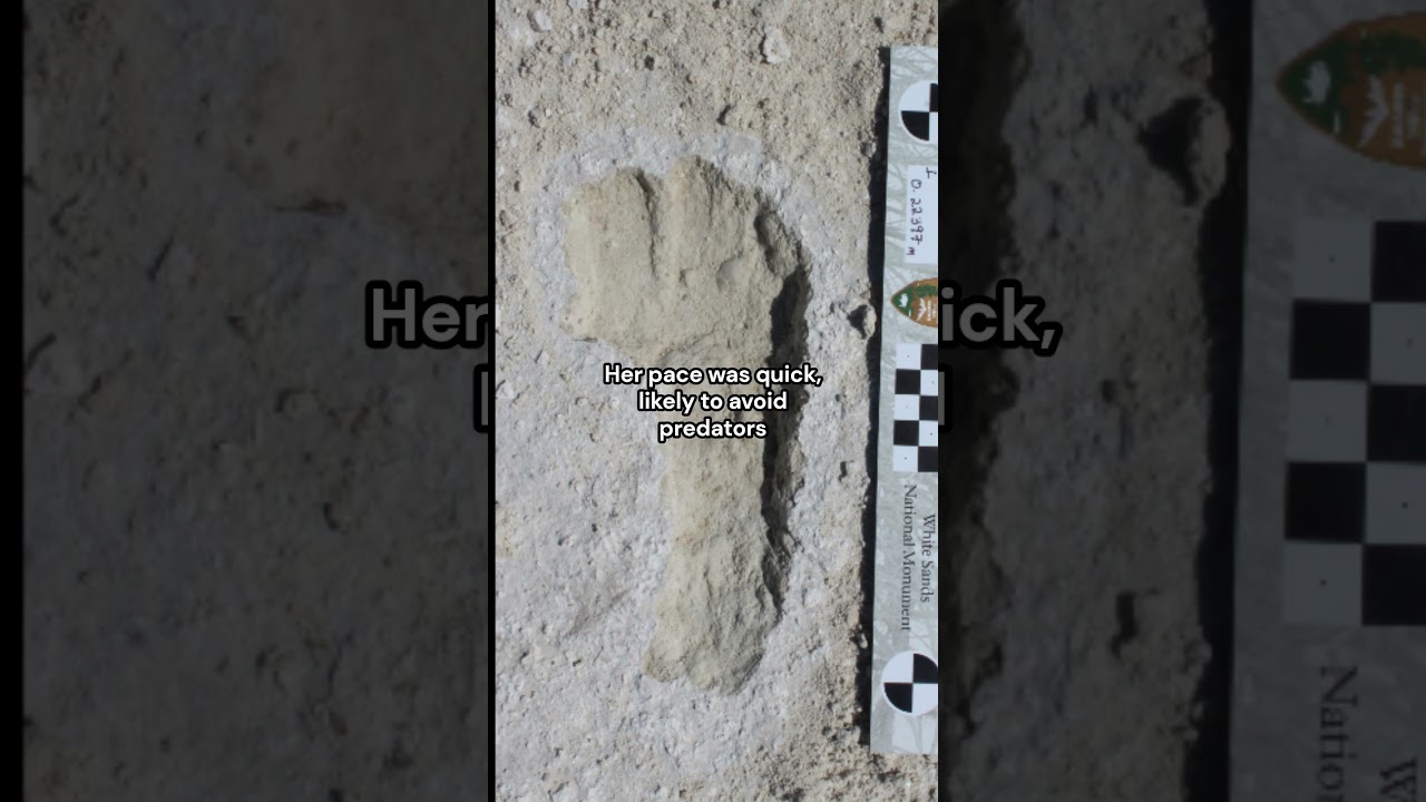 I wonder what happened to them... | The Fossilized Footprints of a Traveler and Toddler #archeology