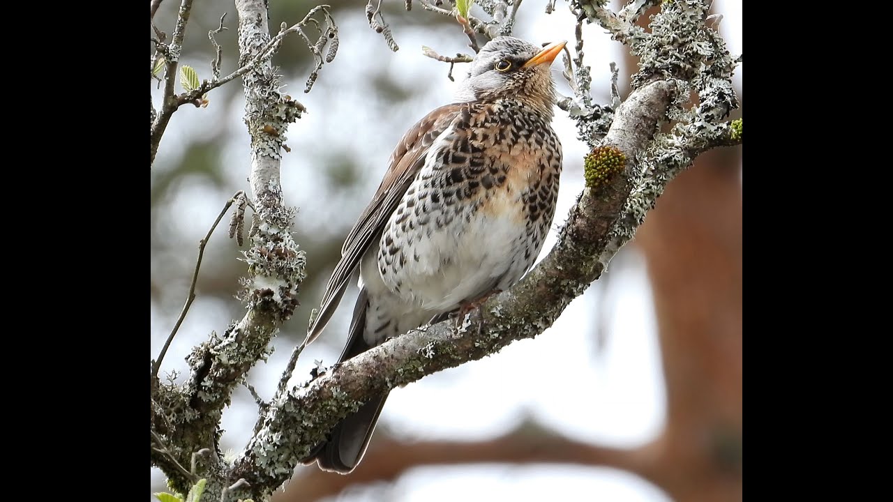 Fieldfare - Gråtrost - Turdus pilaris