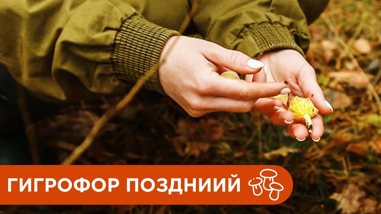 Гриб Гигрофор Поздний. В чем особенность гриба?