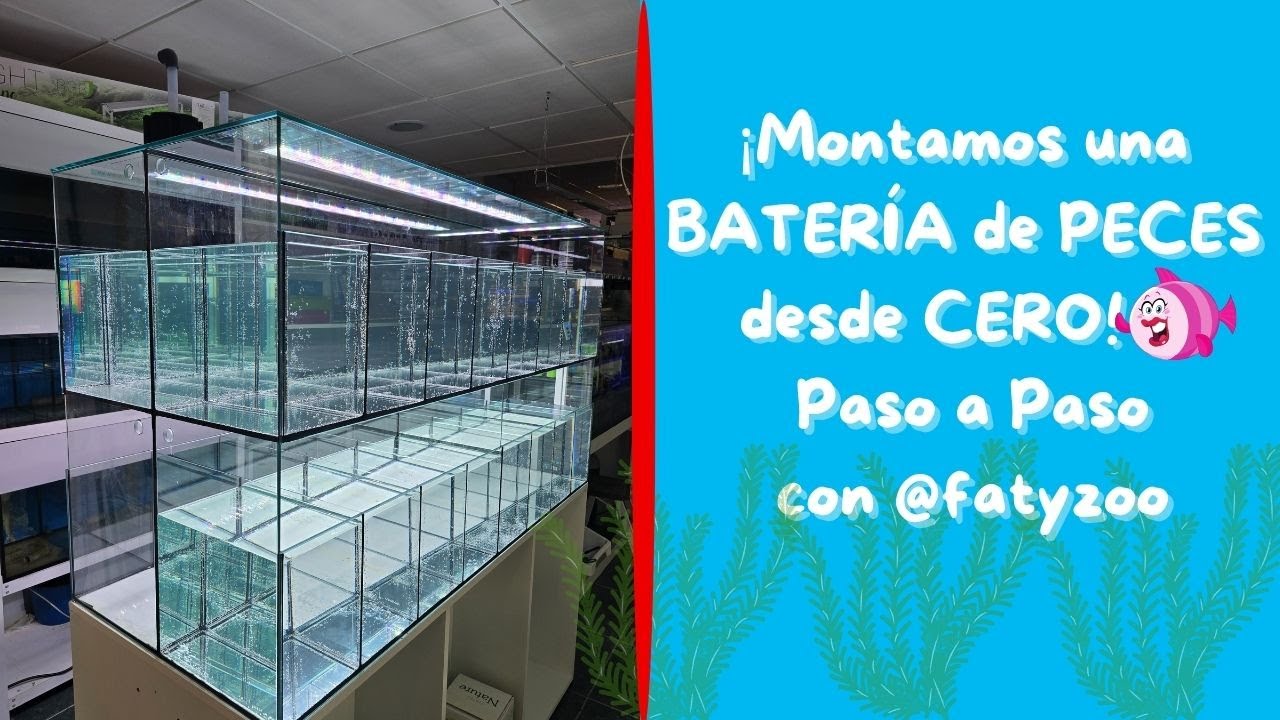 ¡Montamos una BATERIA de PECES desde CERO ! Paso a Paso con FatyZoo