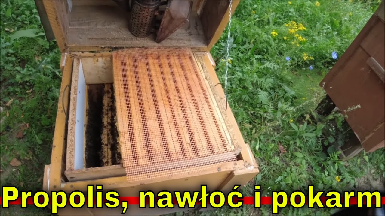 Poławianie propolisu zakazaną metodą za free. | Czy będzie nawłoć?