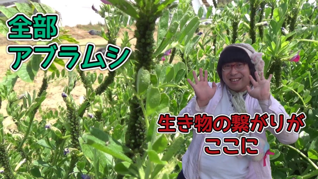 第177回 カラスノエンドウにアブラムシがびっしり。そこにはバランスのとれた生き物の繋がりがあった。【千葉県野田市】