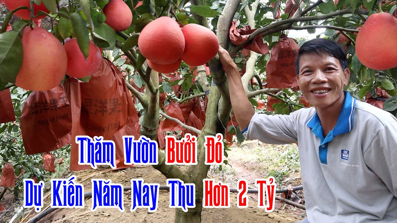Thăm Quan Vườn Bưởi Đỏ Siêu Đẹp - Năm Nay Dự Kiến Thu Trên 2 Tỷ