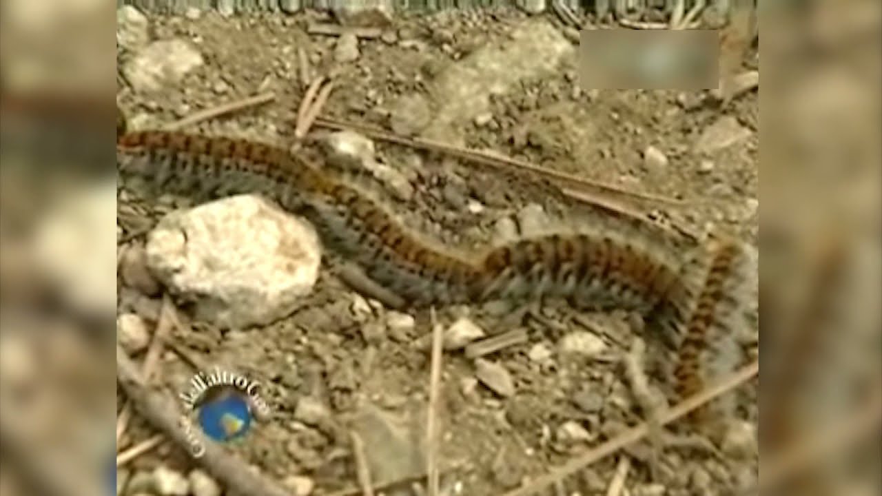 Documentario: Dagli Appennini alle Alpi
