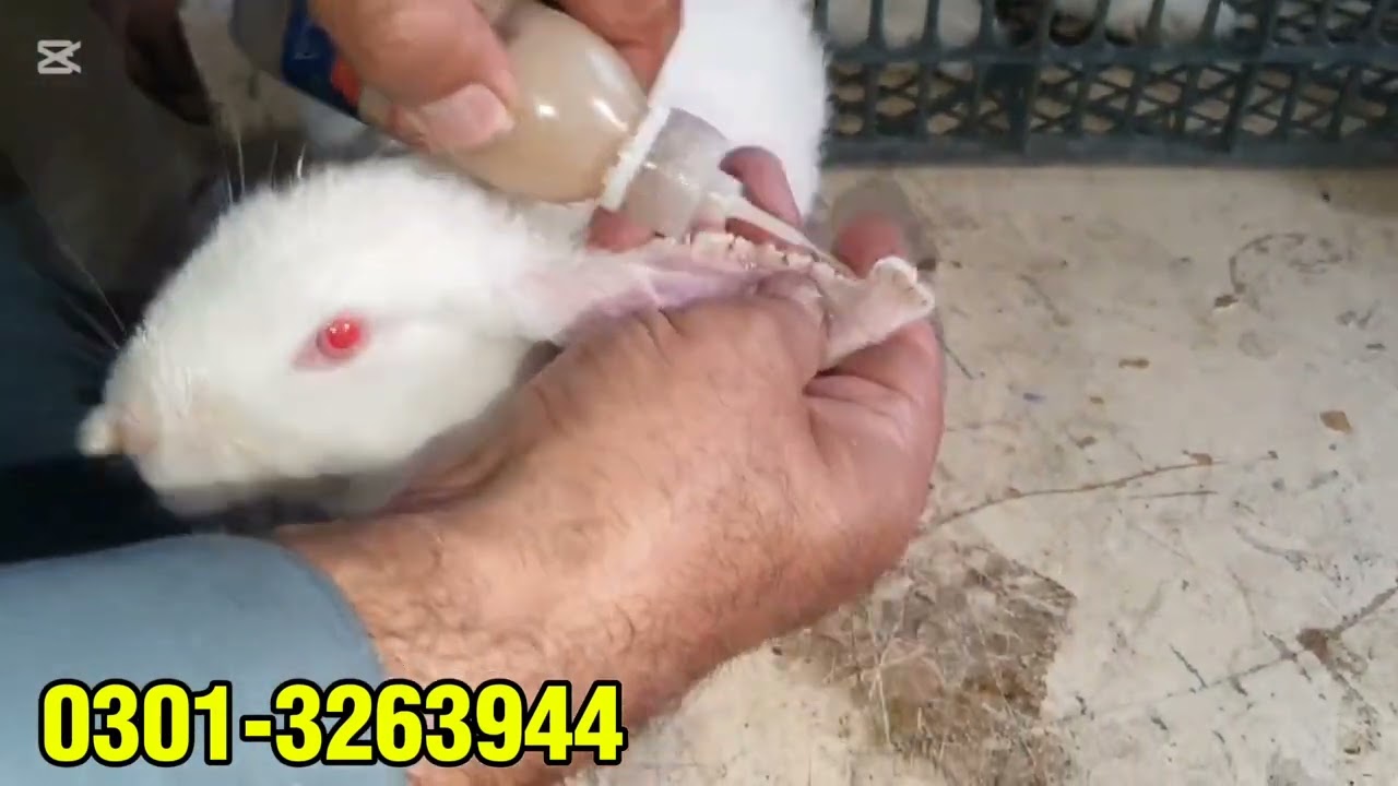 Rabbits fungus 😲 infection or skin infection 🤢 treatment very important video for rabbits farming