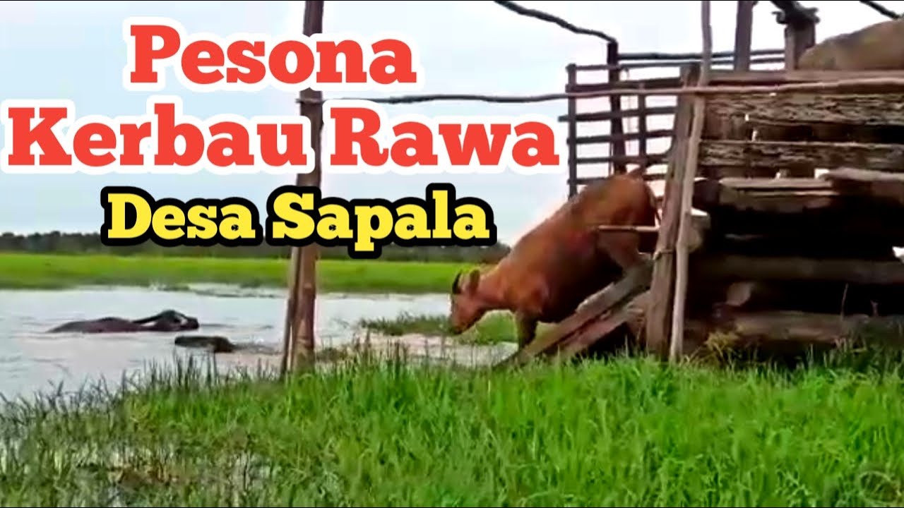 Pesona Kerbau Rawa di Desa Sapala