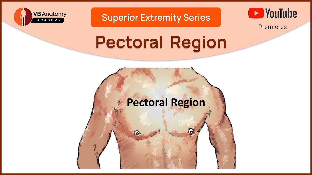 Understanding the Pectoral Region: Anatomy and Clinical Insights #vbanatomy