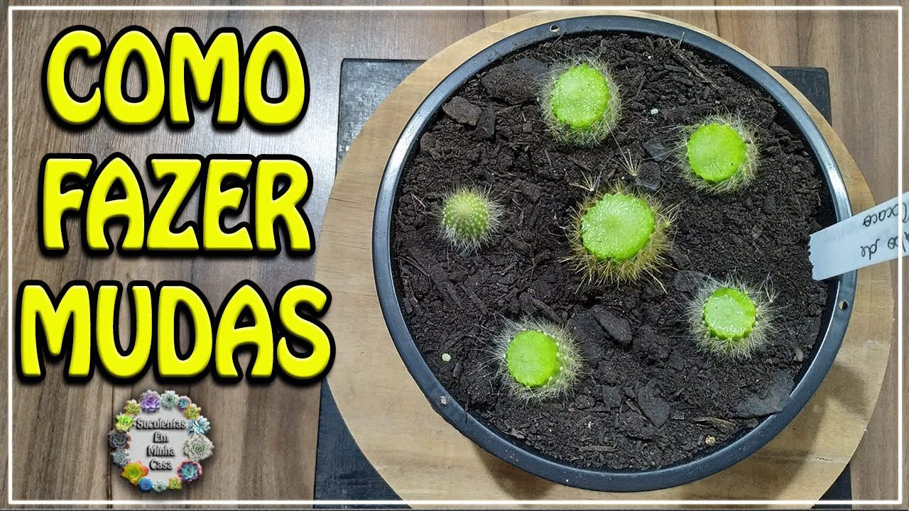 Como Fazer Mudas de Cacto Rabo de Macaco