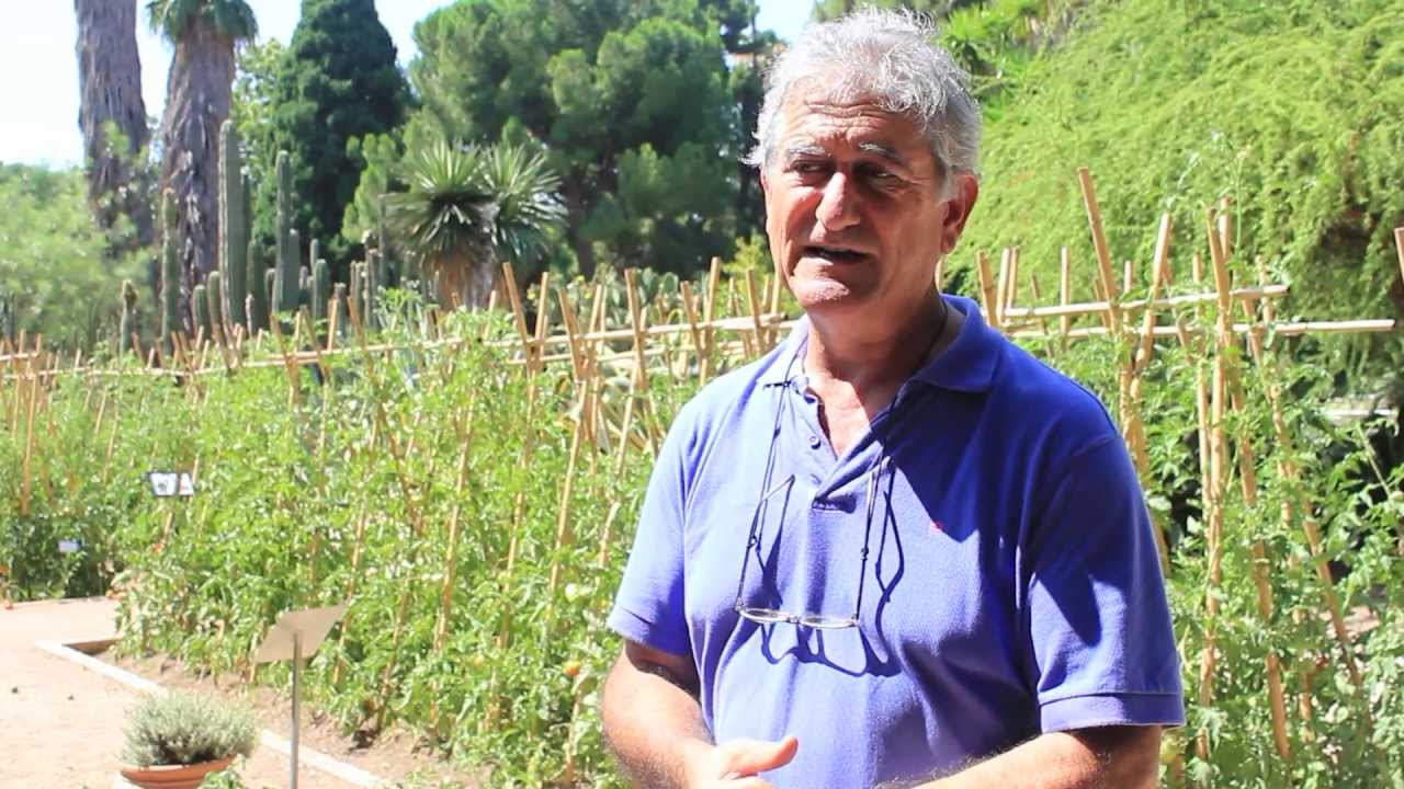 Josep Rosell&oacute; ens parla de les varietats tradicionals de la tomaca